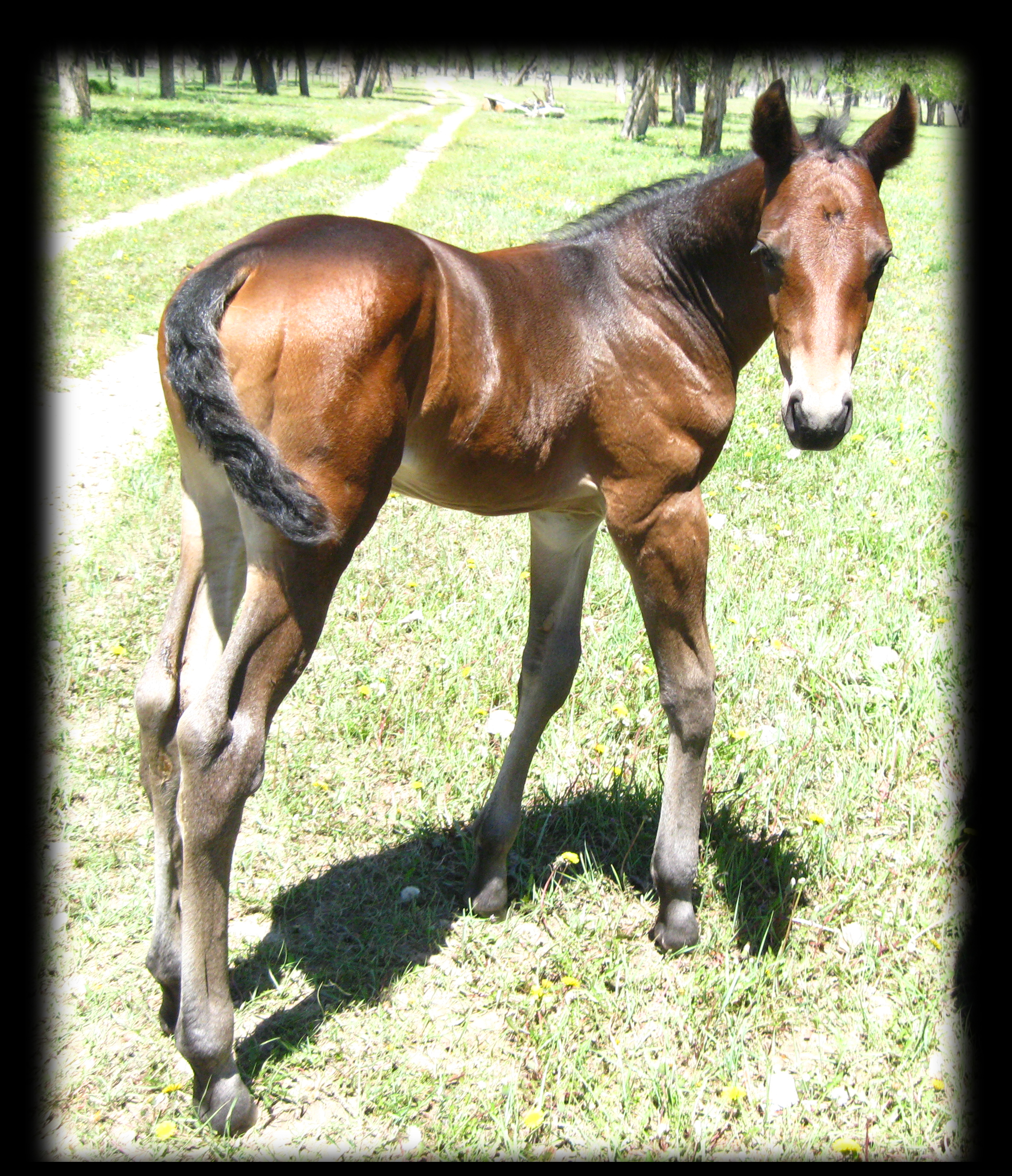 Bay Roan Stallion, Mr Roan Hancock and Bar U Champ Binder.